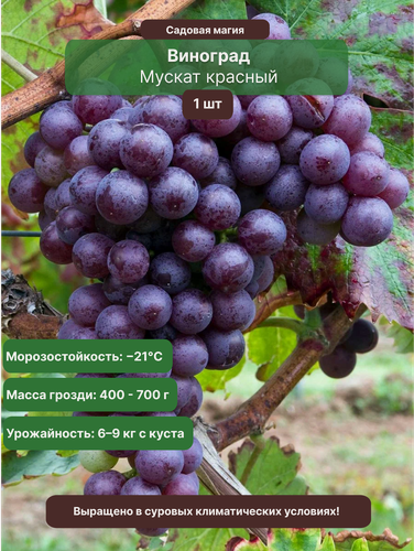 Изображение товара Виноград Мускат красный / 1 шт, сверхранний, столовый сорт, срок созревания 95–100 дней