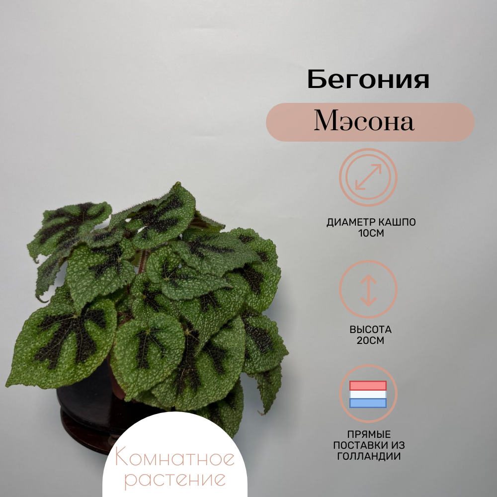 Комнатное растение Бегония Мэсона в транспортировочном кашпо высота 20см