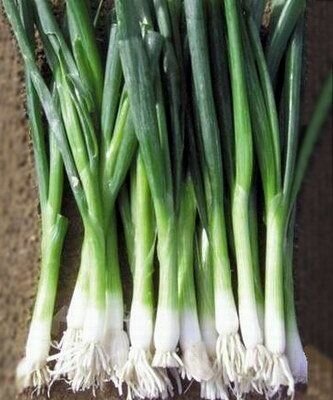 Коллекционные семена лука Байя Верде