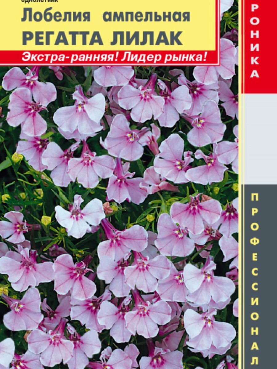 Лобелия Регатта Лилак ампельная (серия Регатта) 8 мультидрж в пробирке Плазменные семена