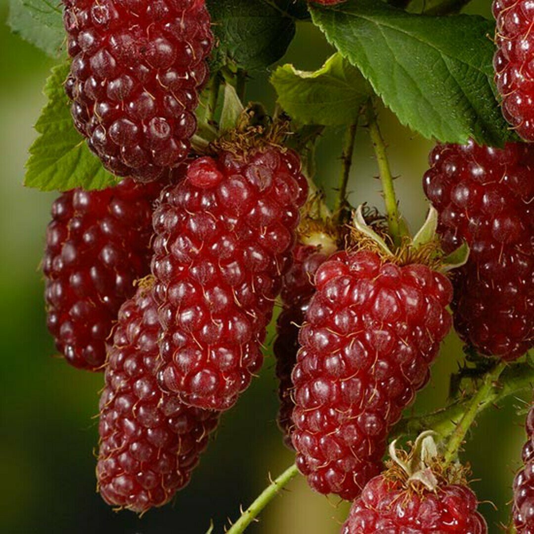 Ежемалина Логанберри / 1 шт морозостойкий сорт гибрид малины и ежевики