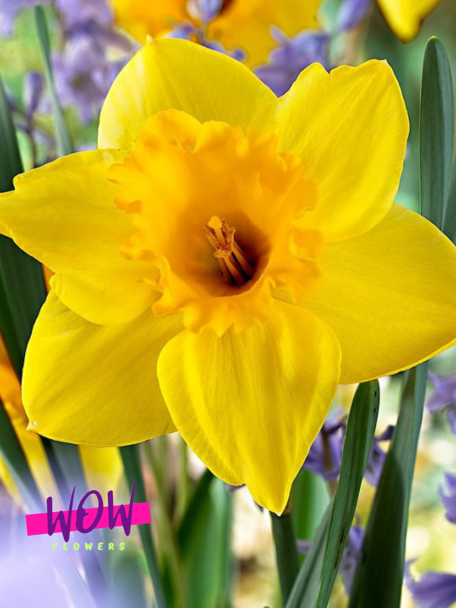 Луковицы цветов WOW FLOWERS  Нарцисс Карлтон  желтый  ( 3 штуки )