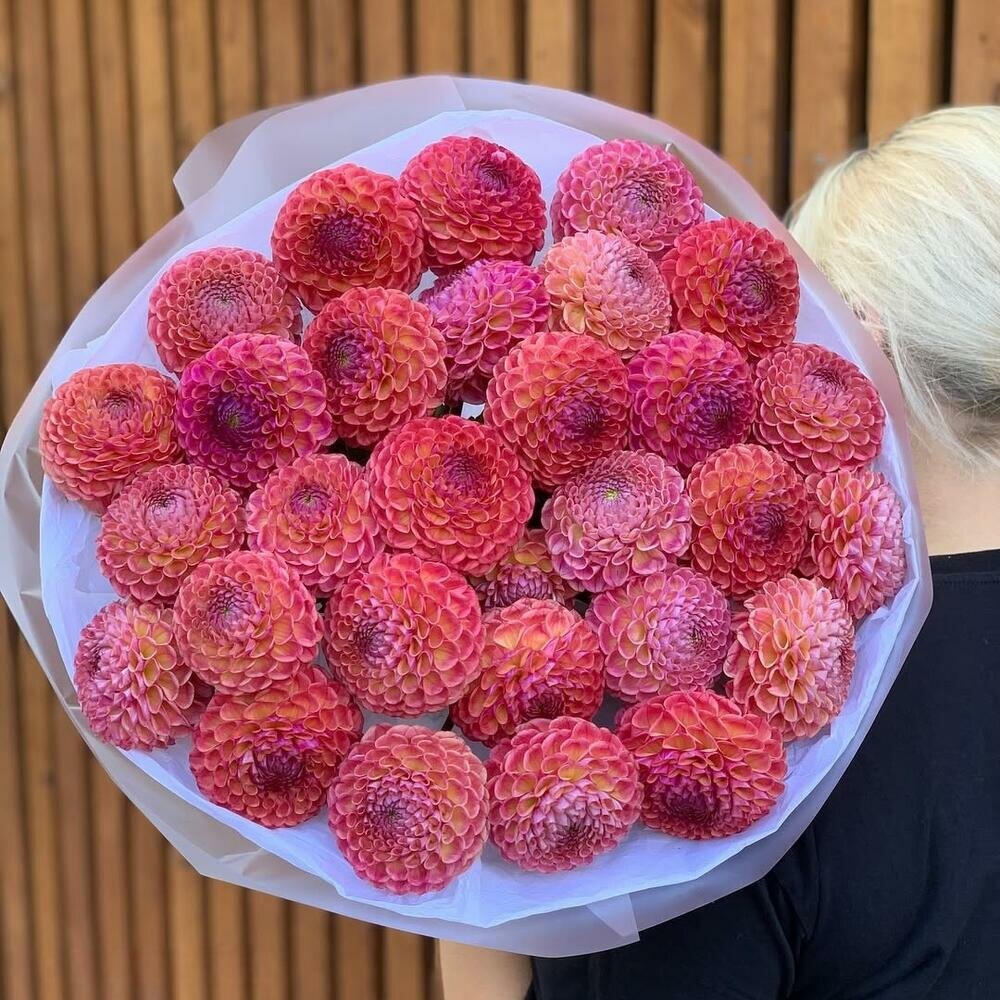 Букет из розовых георгинов 29 шт шикарный букет премиум цветы премиум букет