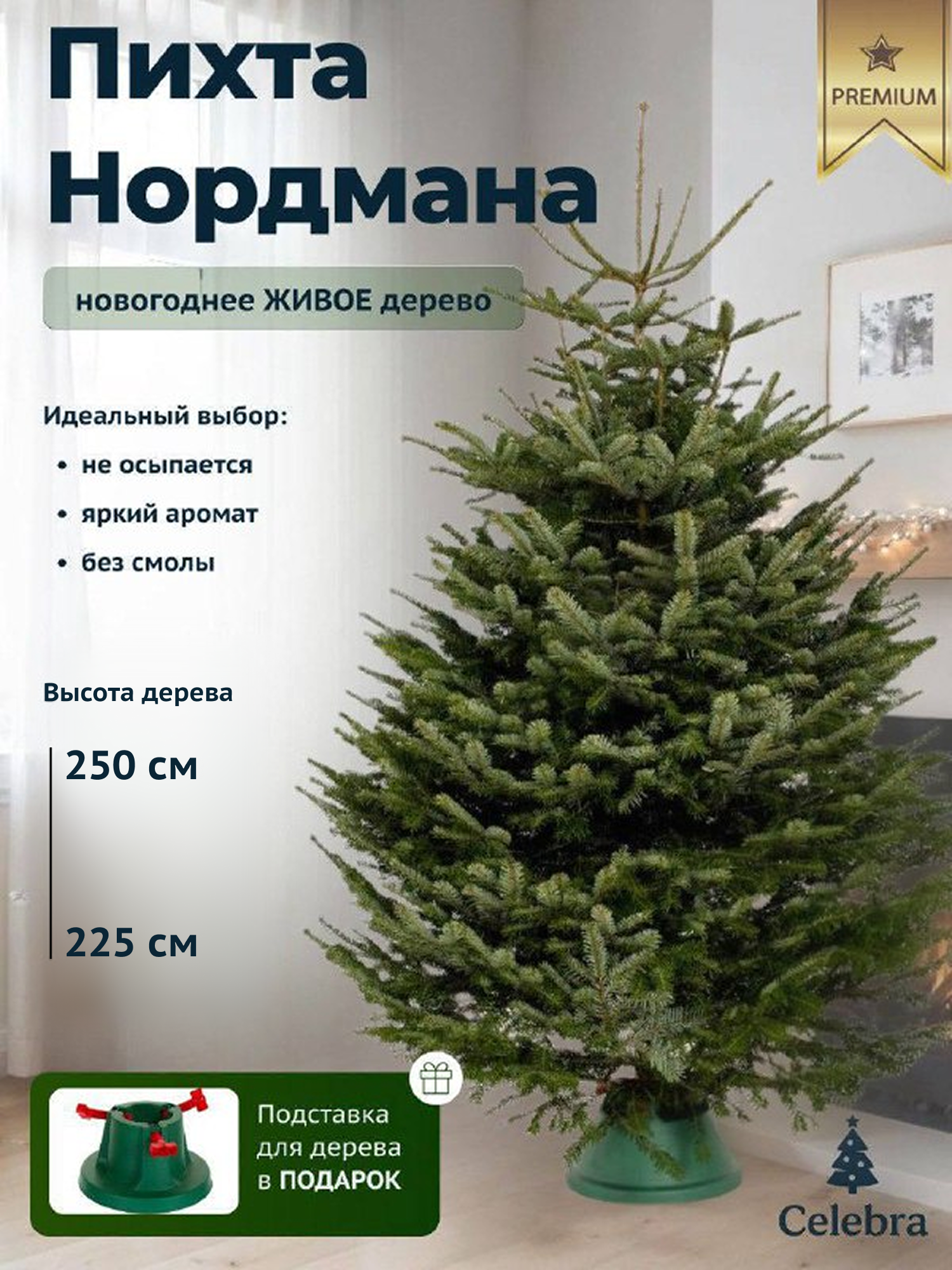 Живая Датская Ель (Пихта Нордмана) 225-250 см (Сорт Excellent) ! Подставка В подарок!