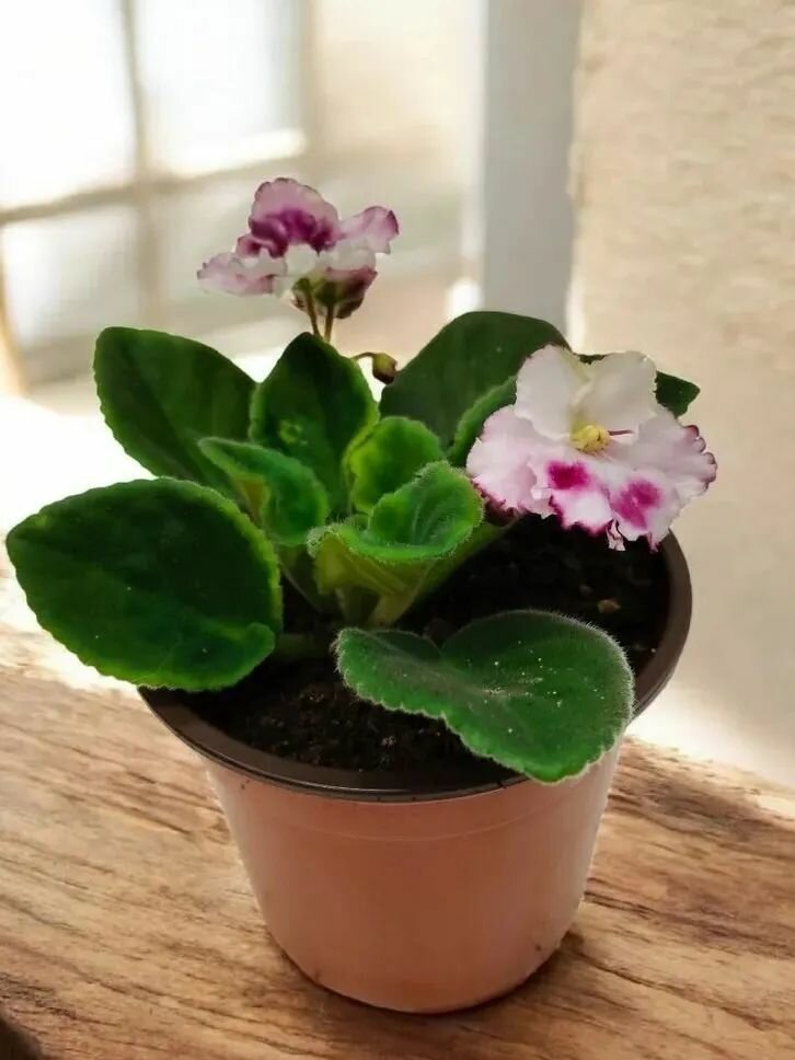 Сенполия (Фиалка) Комнатное Растение в Горшке Живые Цветы для Дома и Офиса