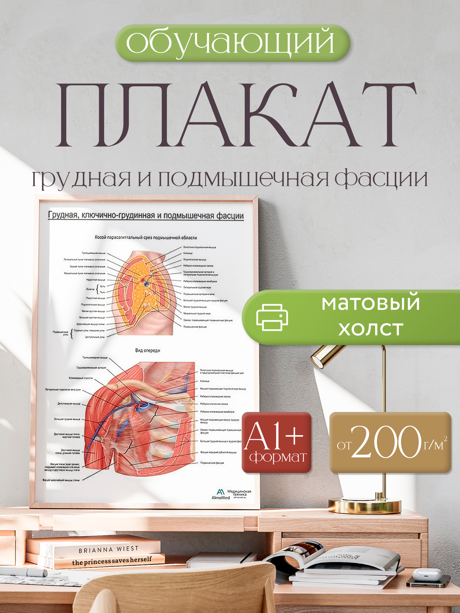 Обучающий плакат "Грудная ключичная и подмышечная фасции", размер А1+, матовый холст от 200г/м2