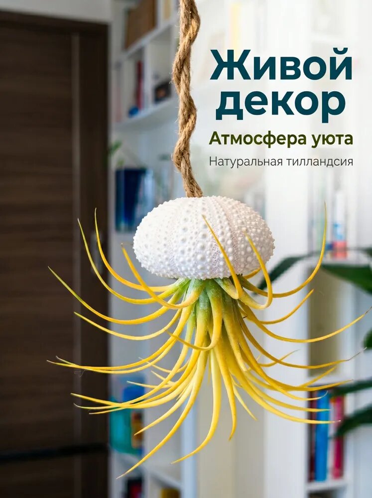Воздушные тилландсии для дома: неприхотливые растения очищающие воздух