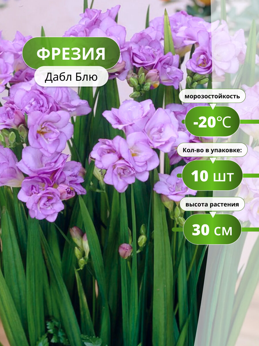 Фрезия Holland Bulb Market  Дабл Блю   махровые  синие  многолетние  10 луковиц
