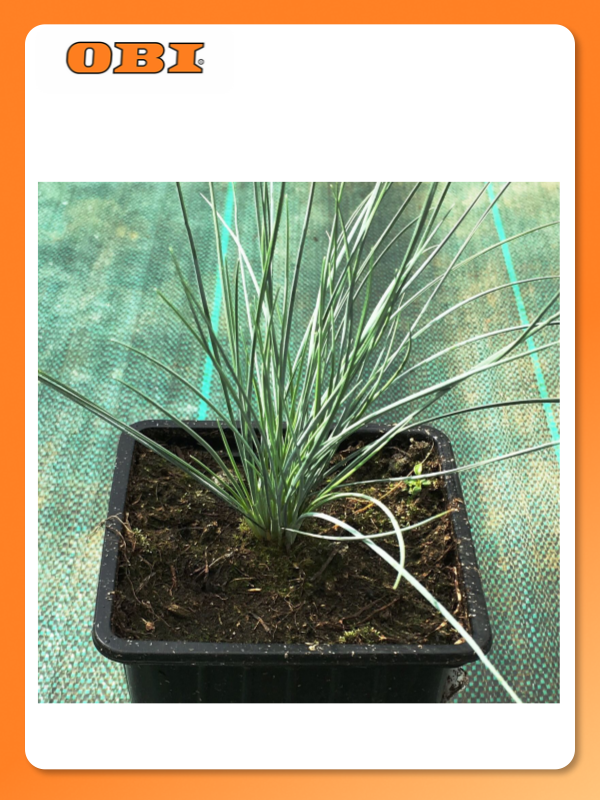 Овсяница Егорьевского тепличного комбината  многолетняя  20 см  0 6 кг