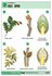 Комплект двухсторонних таблиц "Ботаника 1" (12 шт, А1, лам.)