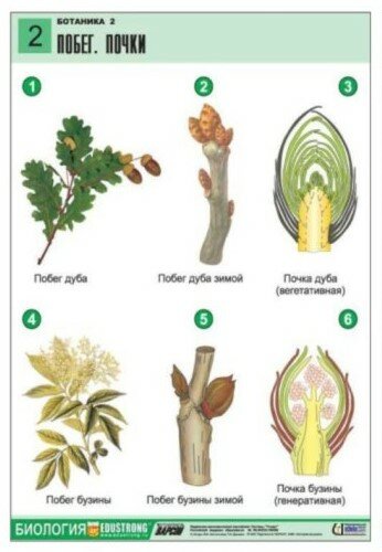 Комплект двухсторонних таблиц "Ботаника 2" (18 шт, А1, лам.)