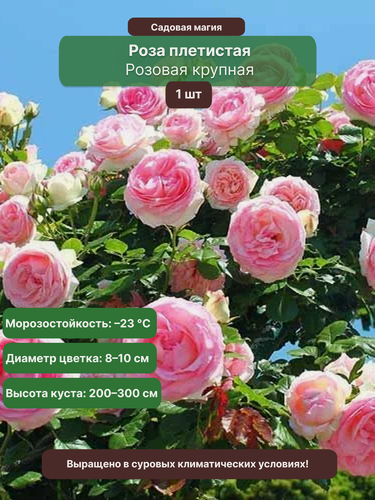 Изображение товара Роза плетистая Розовая крупная , 1 саж . многолетняя . розовая