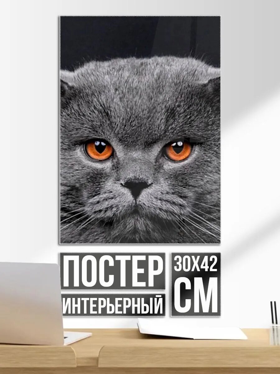 Постер на стену Британский серый кот