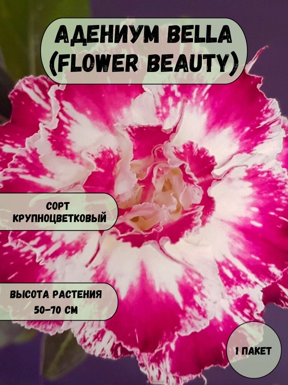 Адениум Bella (Flower Beauty) семена 3 шт