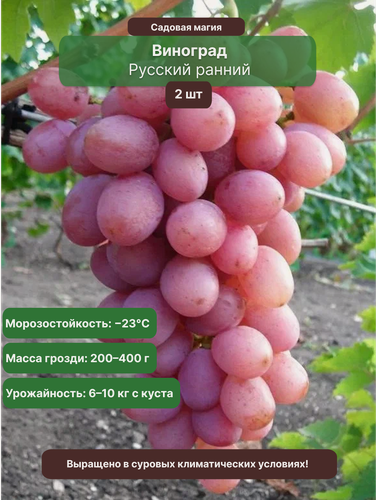 Изображение товара Виноград Русский ранний 2 шт / многолетний, морозостойкий сорт