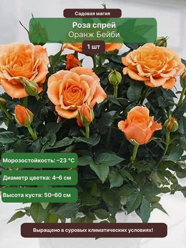 Изображение товара Роза спрей Оранж Бейби , 1 саженец . многолетняя , оранжевая