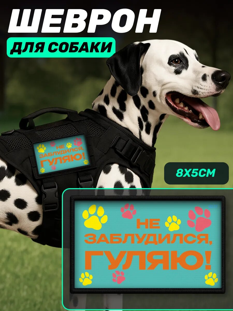 Шеврон на липучке для собак Не заблудился гуляю