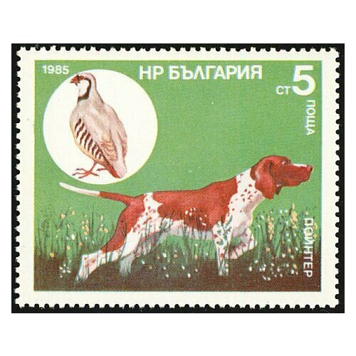 (1985-119) Марка Болгария Пойнтер Охотничья собака III O 1985 120 марка болгария ирландский сеттер охотничья собака iii θ