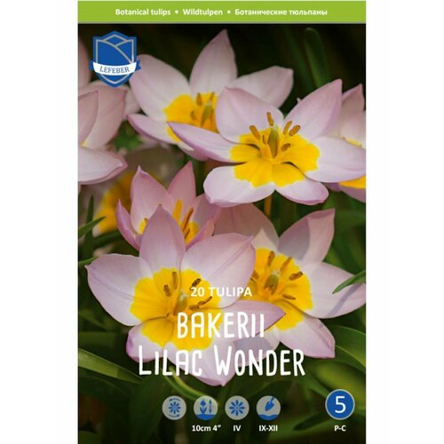 Тюльпан Лилак Вондер(Lilac Wonder), 20 шт