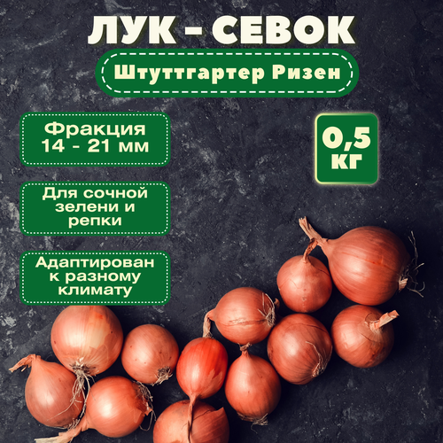 Лук севок Штуттгартер Ризен. Посадочный материал, фасовка сетка 500 гр. Многолетняя устойчивость генотипа; универсальное назначение (репка, перо); можно получать свои семена (не гибрид) семена лук репчатый штутгартер ризен 1г