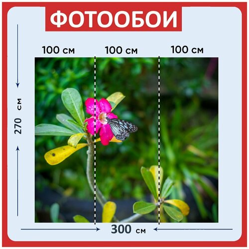 Фотообои Цветок розовый цветок бабочка 300x270 см флизелиновыена стену 2960₽