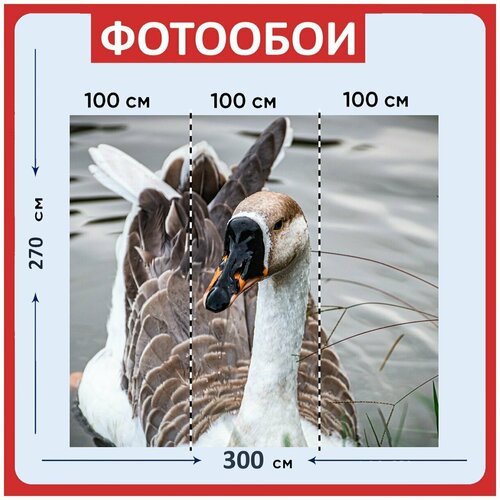 Фотообои Гусь черный клюв птица 300x270 см флизелиновыена стену 2950₽