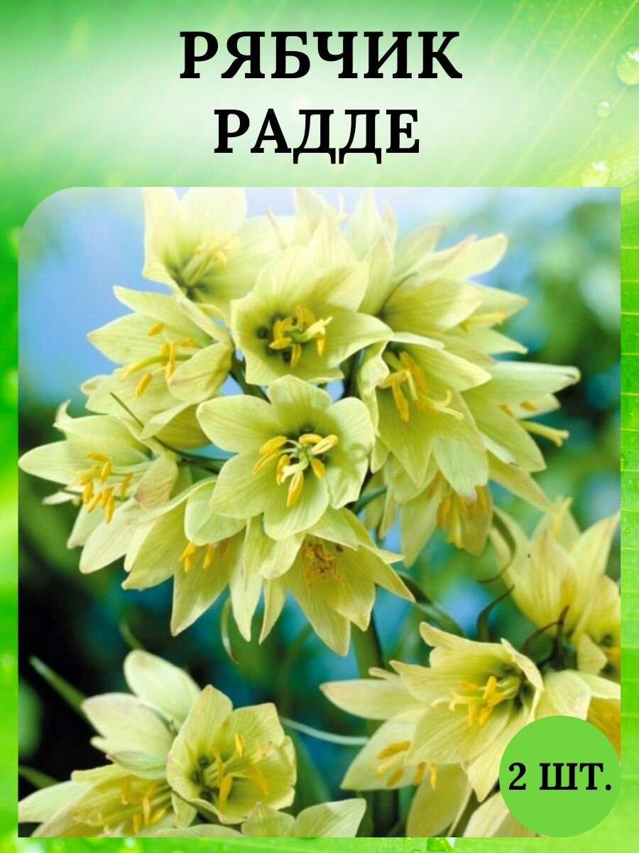 Рябчик луковицы 2 шт, многолетние цветы
