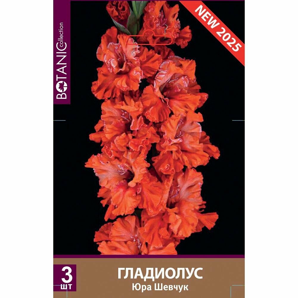 Гладиолус крупноцветковый Юра Шевчук 3 шт