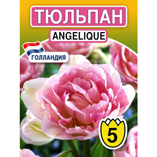 Луковичные цветы Тюльпан Angelique 5 шт