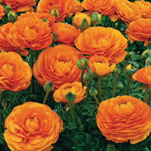 Луковицы цветов, botanica garden, ранункулюс оранж, ( 10 штук )