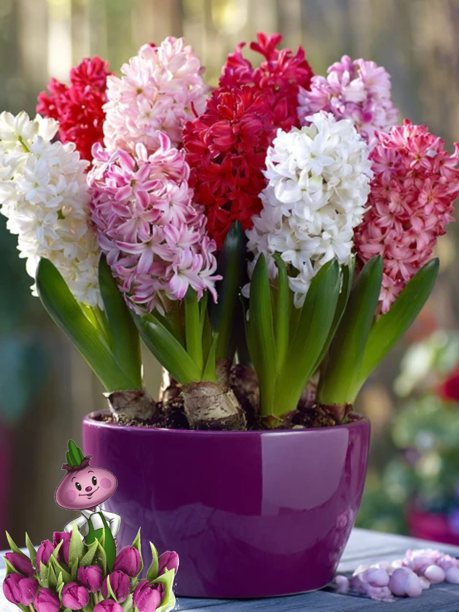 Луковицы цветов сhipollino flowers гиацинты PINK AND WHITE MIX (5 луковиц)