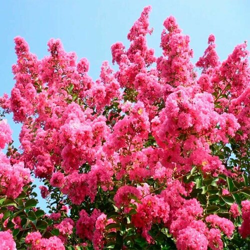 Сирень Индийская - Лагерстремия (лат. Lagerstroemia Indica) семена 10шт + подарочные семена семена лагерстремии индийская сирень 4 упаковки 2 подарка