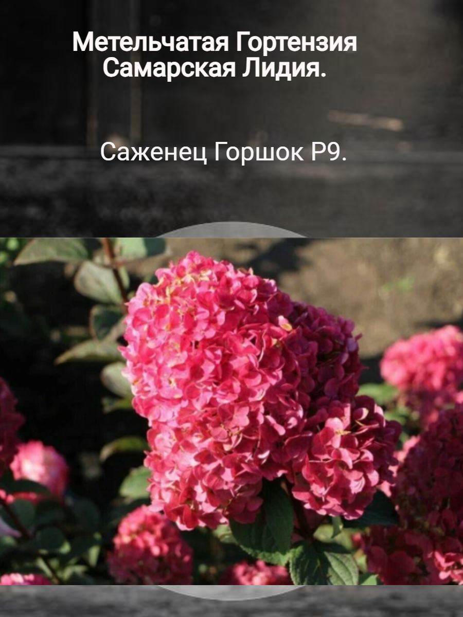 Самарская Лидия -...