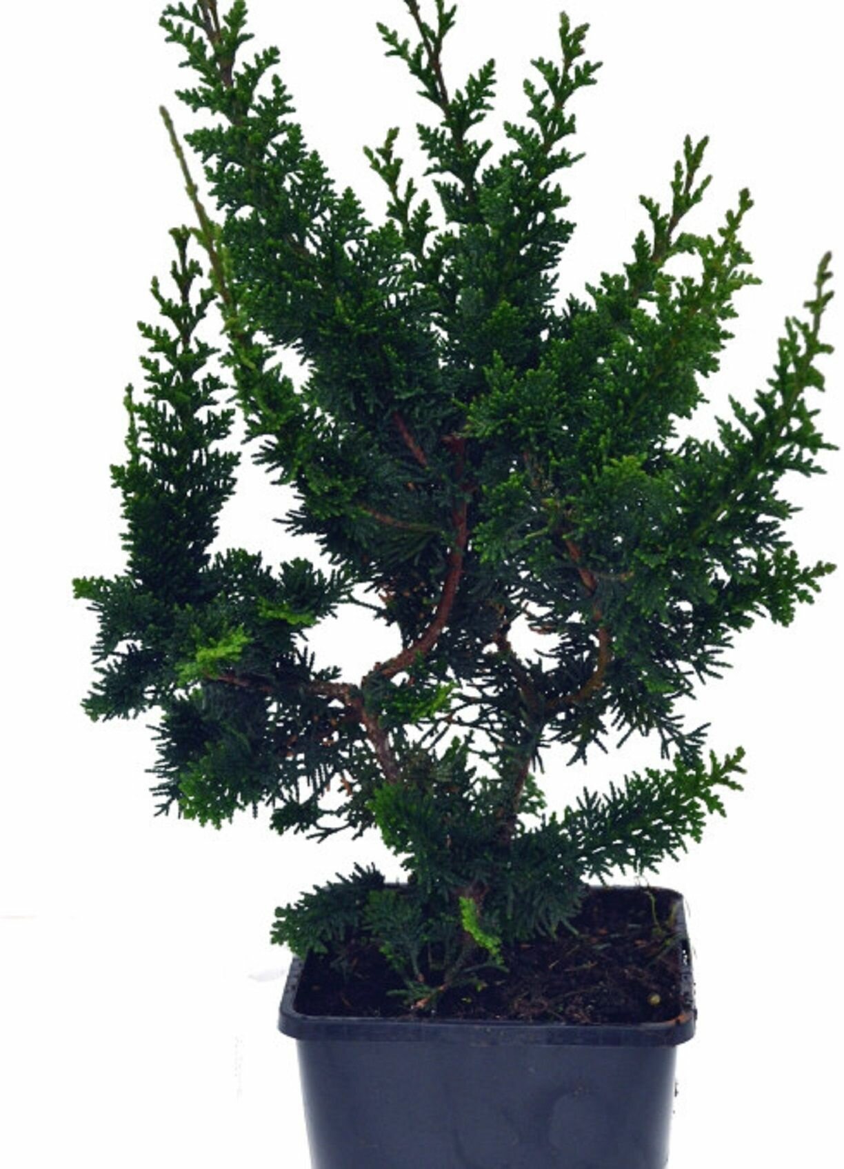 Кипарисовик Тупой Тедди Биа 881987 многолетнее декоративное растение