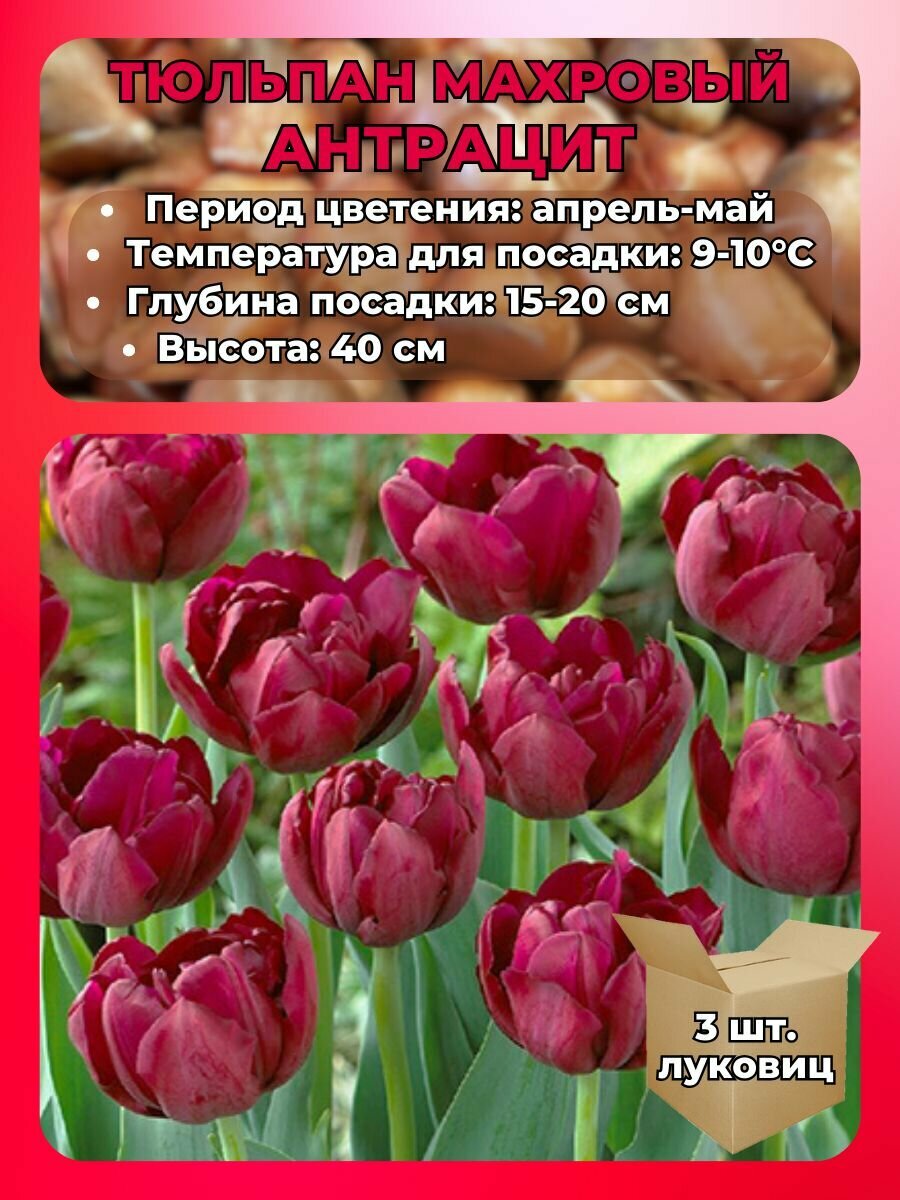 Тюльпаны махровые, луковицы 3 штуки