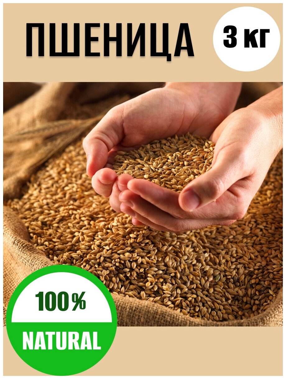 Пшеница натуральная, для проращивания, корм Rendax 3 кг - фотография № 1