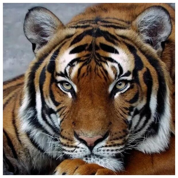 Картина мозаикой «Задумчивый тигр», 30х30 см, Molly