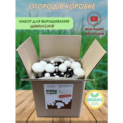 Мицелий шампиньонов