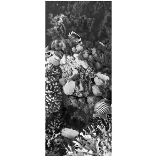 Самоклеящиеся фотообои Подводный мир, коралловые рыбки, размер: 90x210 см, эффект: черно-белый