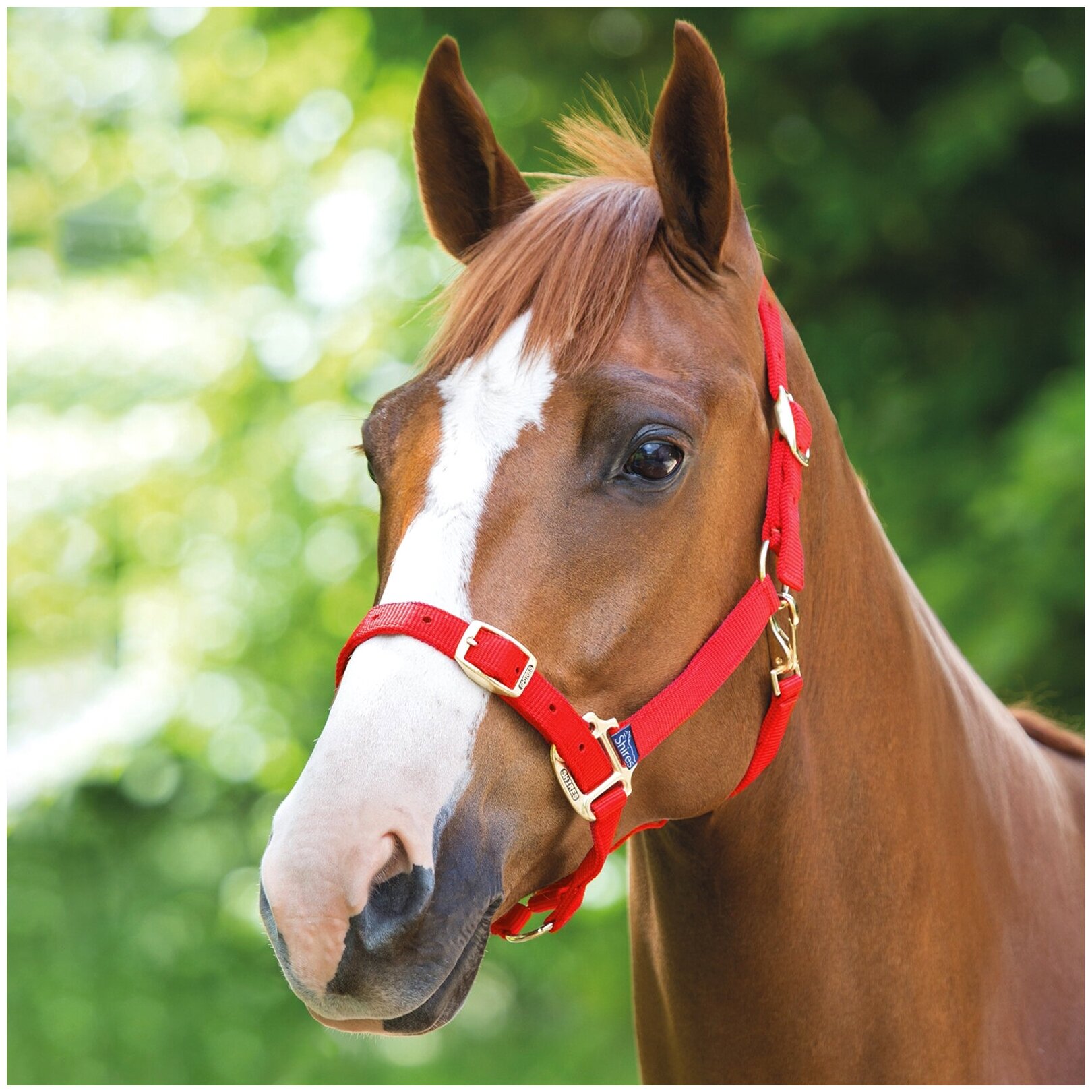 Недоуздок для лошади регулируемый SHIRES, FULL, красный (Великобритания)