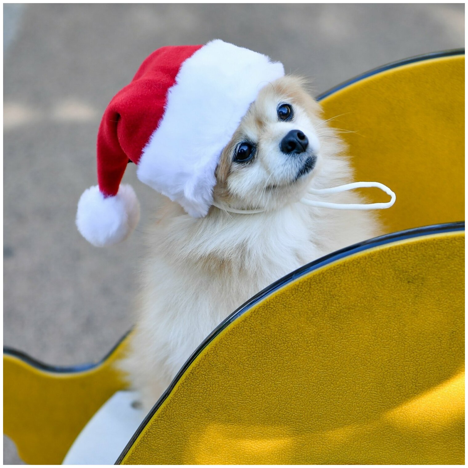 PUPPIA Колпак для собак новогодний "Santa", красная клетка, XL (Южная Корея) - фото №2