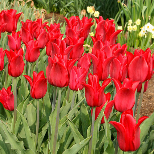 Тюльпан Претти Вумен (лилиецветный), 1 упаковка (5 луковиц)