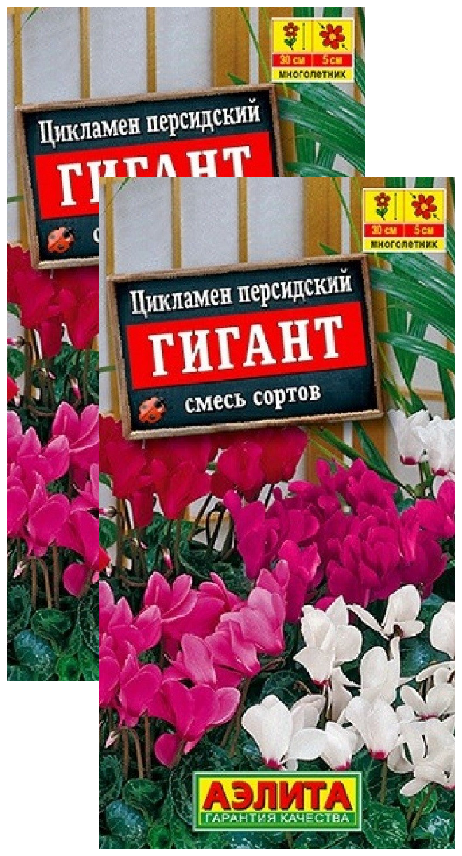 Цикламен персидский Гигант смесь сортов (3 шт) 2 пакета