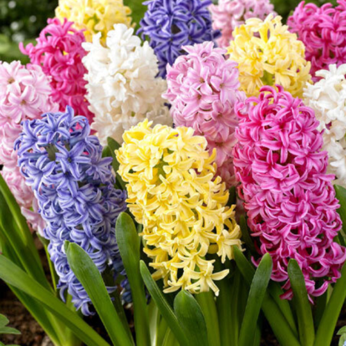 Луковицы Гиацинта MIXED ( 5 шт )