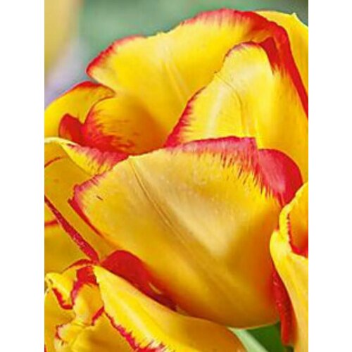 Луковицы Тюльпан Аутбрек - 10 шт 1336₽