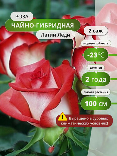 Изображение товара Роза чайно-гибридная "Латин Леди" (Latin Lady), двухцветная, высота 80 см, 2
