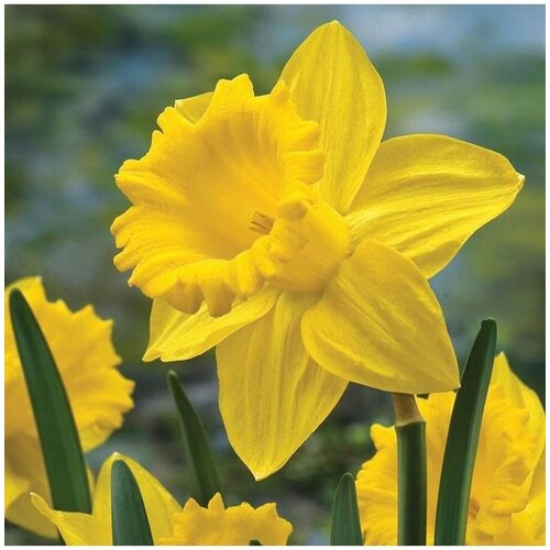 Луковицы нарциссов Trumpet yellow (3 шт.) фракция 12/14