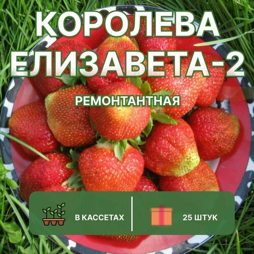 Клубника ремонтантная королева елизавета, 25 штук саженцев