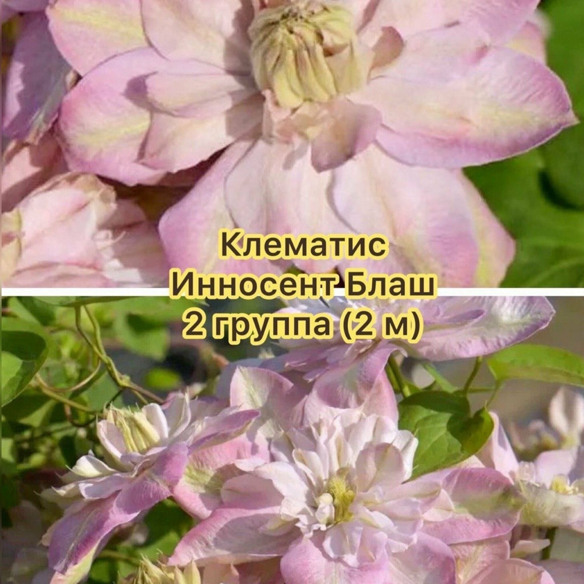 Клематис Инносент Блаш