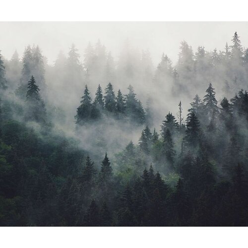 Моющиеся виниловые фотообои Туман над лесом, 350х290 см